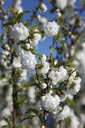 PRGAPLEN_20260407104042.JPG