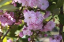 PRSKANZA_20260407112136.JPG