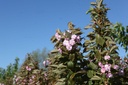 PRSKANZA_20260407112152.JPG