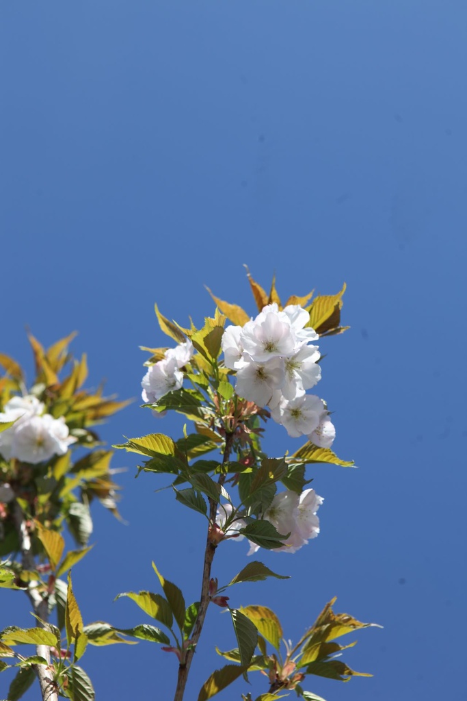PRSSBOUL_20260407141210.JPG