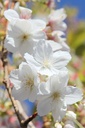 PRSTAIHA_20260407164914.JPG