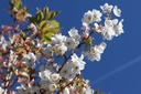PRSTAIHA_20260407165035.JPG