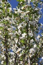 ROPUMBRA_20260407100544.JPG