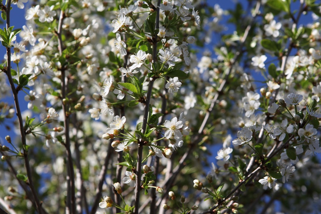 ROPUMBRA_20260407165112.JPG
