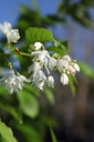 STCOLCHI_20260407101824.JPG