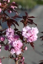 PRSRBURG_20260409100456.JPG