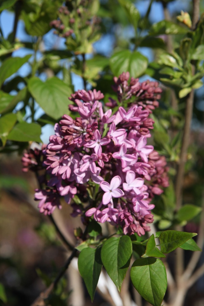 SYHESTAL_20260409094150.JPG