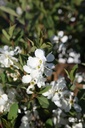 EXRBPEAR_20260409093420.JPG