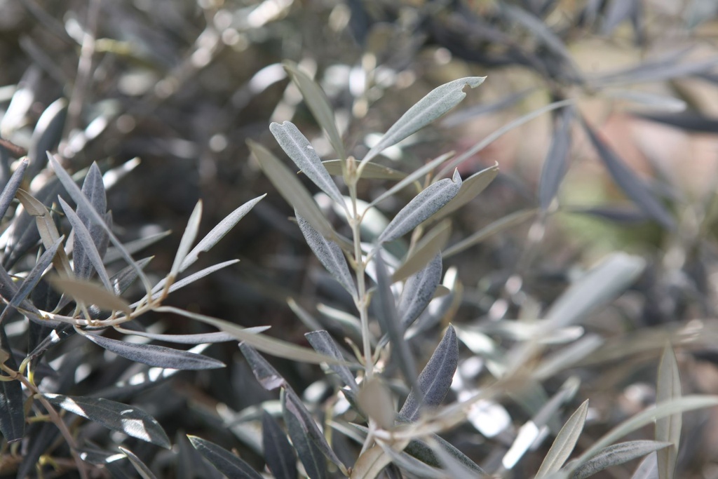 OLEUROPA_20260409120128.JPG