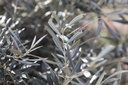 OLEUROPA_20260409120128.JPG