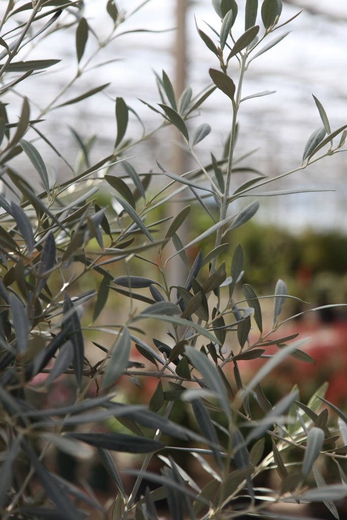 OLEUROPA_20260409120134.JPG
