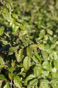 PAPBELLA_20260409103518.JPG