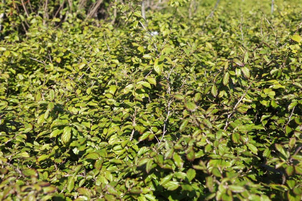 PAPBELLA_20260409103528.JPG