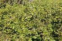 PAPBELLA_20260409103528.JPG
