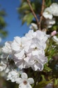PRSAMANO_20260409100318.JPG