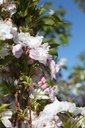 PRSAMANO_20260409100322.JPG