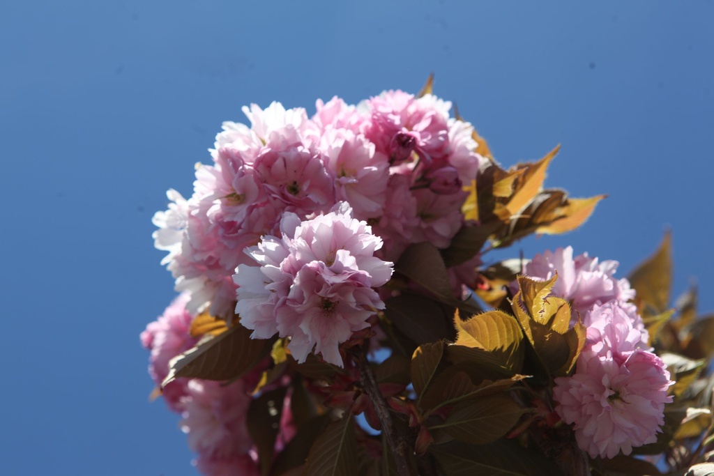 PRSKANZA_20260409141558.JPG