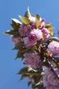 PRSKANZA_20260409141606.JPG