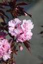PRSRBURG_20260409100452.JPG