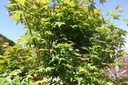 ACPALMAT_20260409143742.JPG