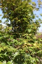 ACPALMAT_20260409143752.JPG