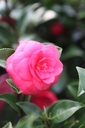 CAJEHALA_20260409120502.JPG