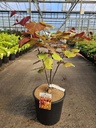 5401192095587_20260609094116.jpg
