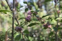 CABPROFU_20260625091252.JPG