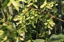 ACDVIPER_20260626104658.JPG
