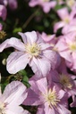CLCBOUCH_20260717125336.JPG