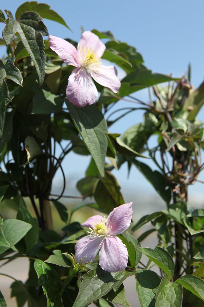 CLMTETRA_20260717134108.JPG