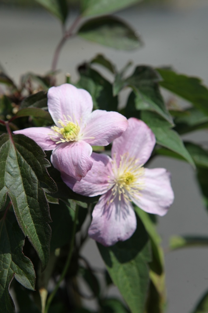CLMTETRA_20260717134149.JPG