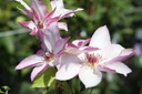 CLOMOSHI_20260717131119.JPG