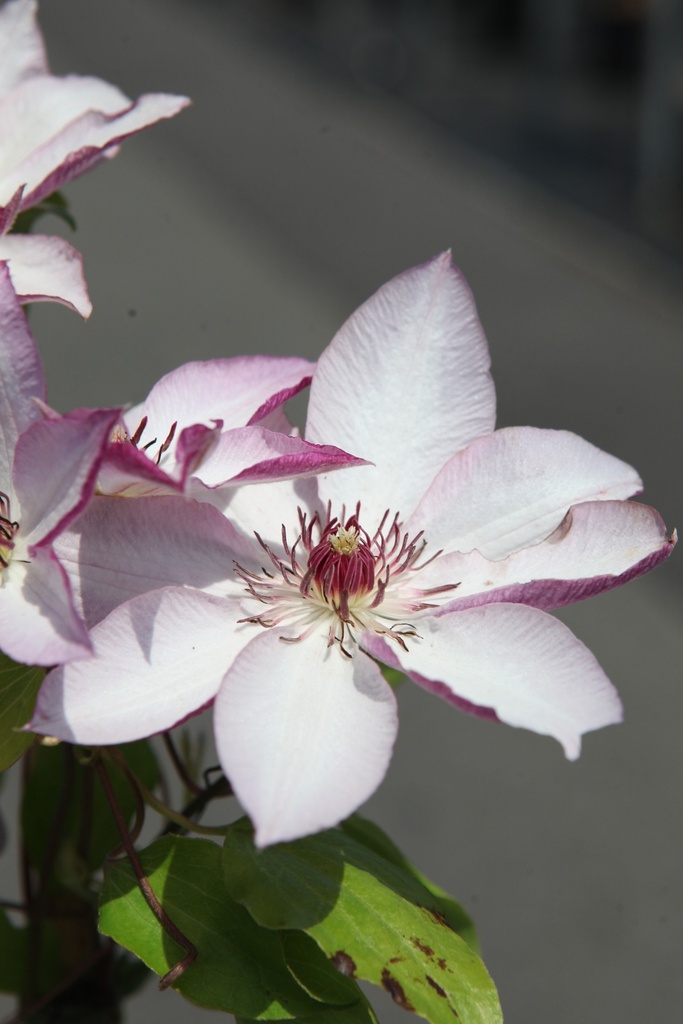 CLOMOSHI_20260717131332.JPG