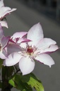 CLOMOSHI_20260717131332.JPG