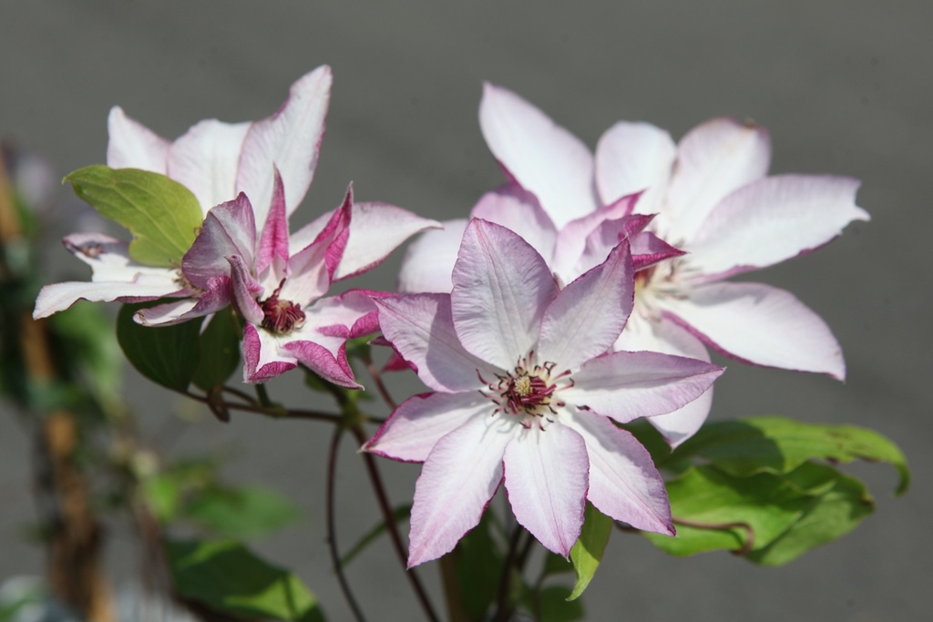 CLOMOSHI_20260717131409.JPG