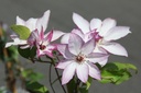 CLOMOSHI_20260717131409.JPG