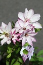 CLOMOSHI_20260717131430.JPG