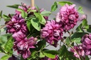 CLVPPELE_20260717131804.JPG
