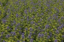 CACHGOLD_20130925165206_xlarge.jpeg