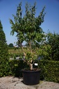 5401192097642_20260709112546.JPG
