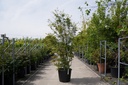 5404008007576_20260710131334.JPG