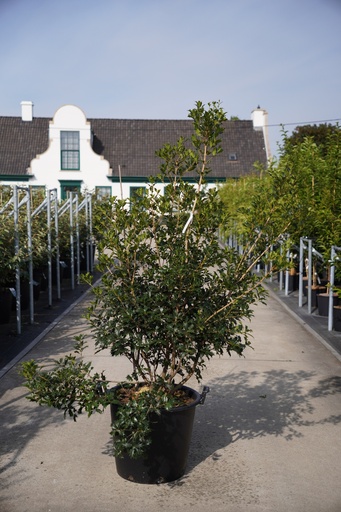 5404008127120_20260710094810.JPG