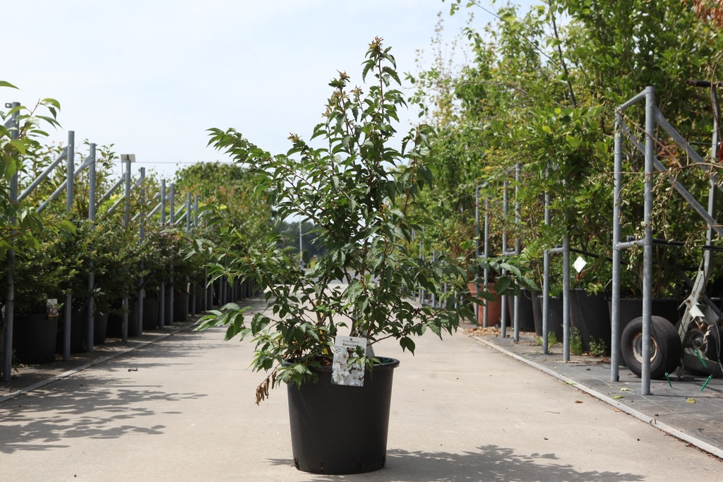 5404008033070_20260713134738.JPG