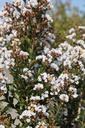 LAINETE_20260713100256.JPG