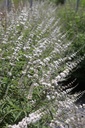 VIACALBU_20260713133104.JPG
