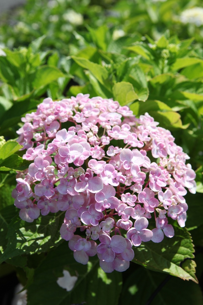 HYMAYESH_20260714143238.JPG