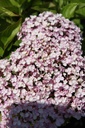 HYMAYESH_20260714143302.JPG
