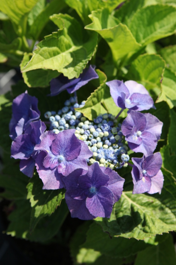 HYMBLAUM_20260714143340.JPG