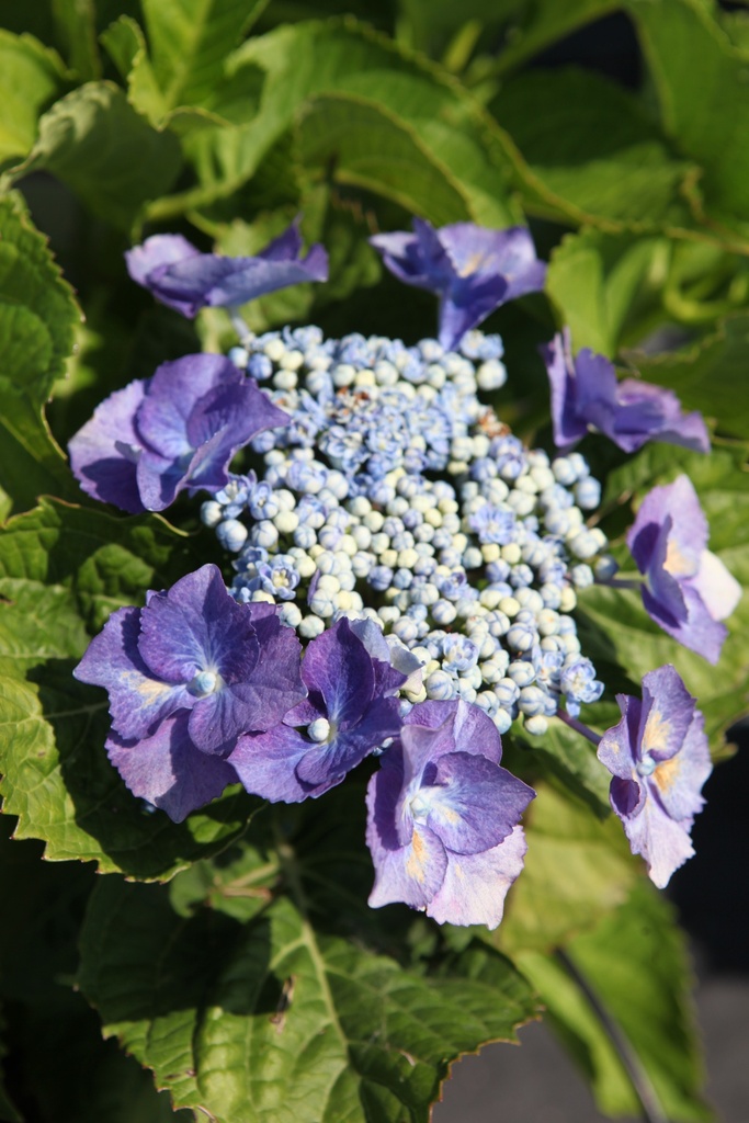 HYMBLAUM_20260714143354.JPG